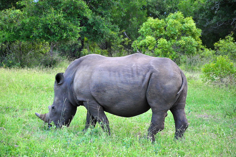 Melanie Heinrich - travel images - Lion Sands Private game reserver Hazyview